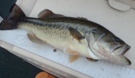 Kentucky Lake Bass